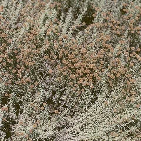 Loving - If I Am Only My Thoughts ((Vinyl))