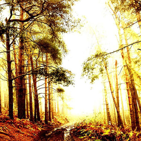 EARLY MAMMAL - Take a Lover ((Vinyl))