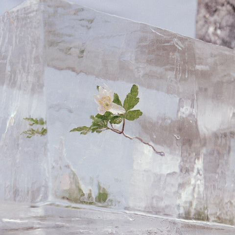 Efterklang - WINDFLOWERS ((CD))