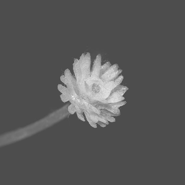 EMILIANO ROMANELLI - Tabulatura 2 ((Cassette))