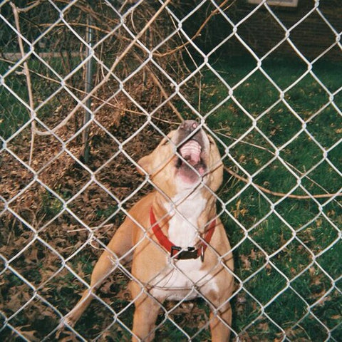 Knocked Loose - Pop Culture (Limited Edition, Lavender Colored Vinyl) ((Vinyl))