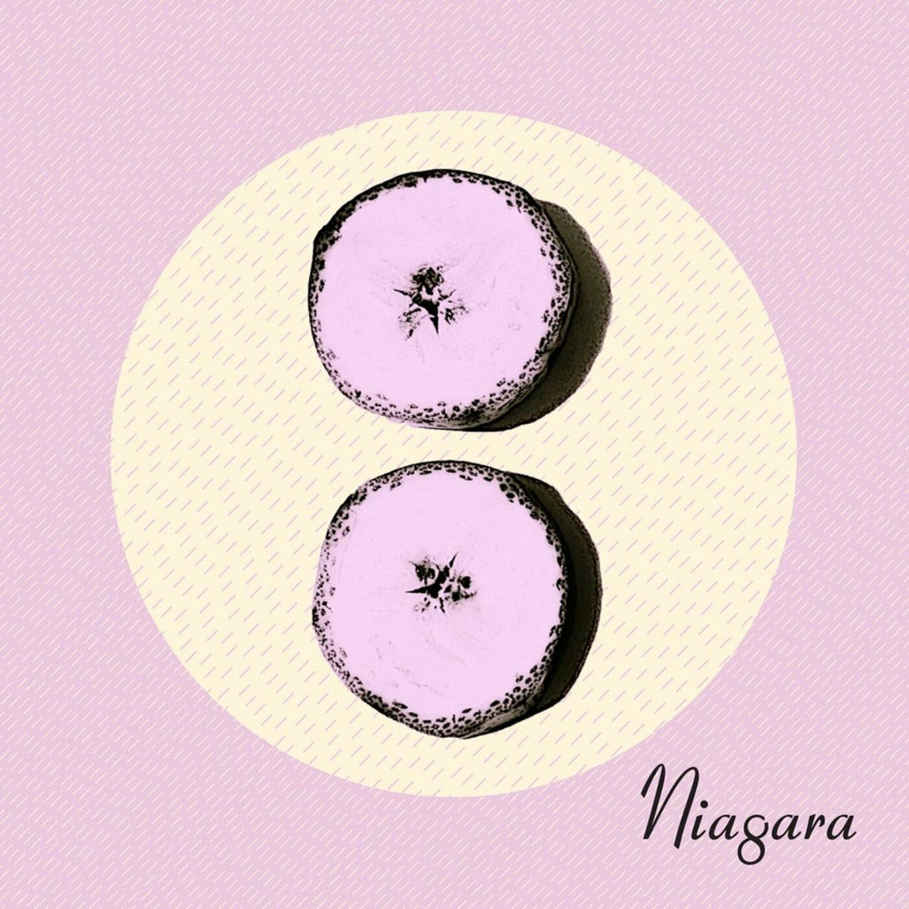 Niagara - Otto ((CD))