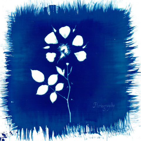 Painted Zeros - Floriography ((CD))