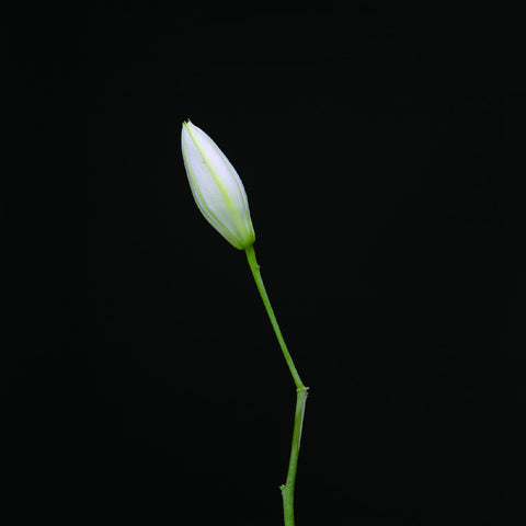 Rocket Science - Snake ((CD))