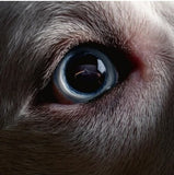 Roger Waters - The Dark Side Of The Moon Redux (Indie Exclusive, 140 Gram Vinyl, Colored Vinyl, Blue) (2 Lp's) ((Vinyl))