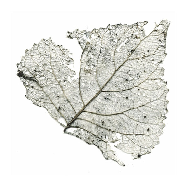 The Telescopes - Hungry Audio Tapes ((Vinyl))