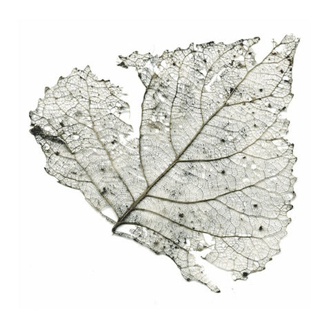 The Telescopes - Hungry Audio Tapes ((Vinyl))